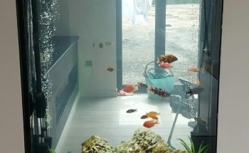 Aqua la vista