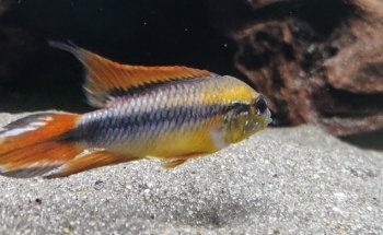 Apisto Aquatics
