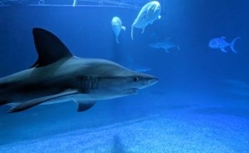 Oceans / Taurons