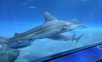 Oceans / Taurons