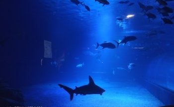 Oceans / Taurons