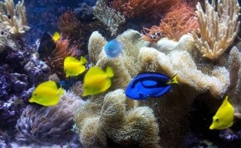 Fanatic Aquatic Design Ltd