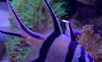 Fanatic Aquatic Design Ltd