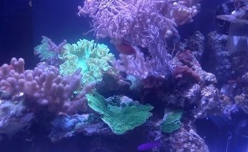 Fanatic Aquatic Design Ltd