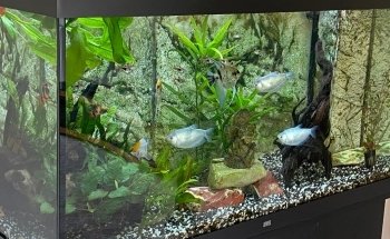 Fanatic Aquatic Design Ltd