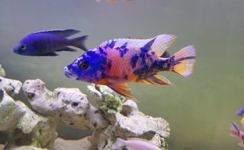 Fanatic Aquatic Design Ltd