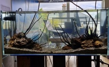 Aquaman Complete Aquarium Services