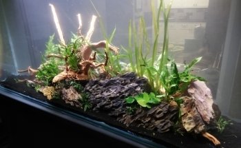 Aquaman Complete Aquarium Services