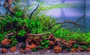 Aquaman Complete Aquarium Services