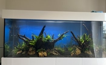 Aquaman Complete Aquarium Services