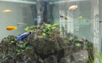 Aquaman Complete Aquarium Services