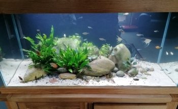 Aquaman Complete Aquarium Services