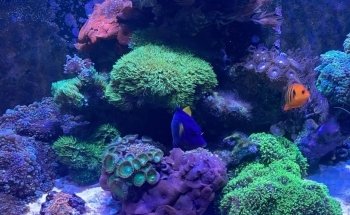 Mantenimiento de Acuarios SB