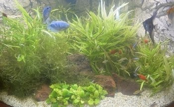 SB Fish Tank Maintenance