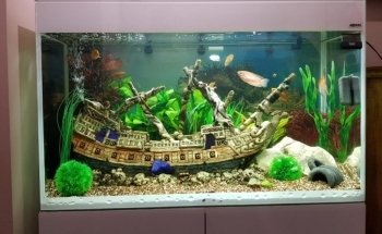 SB Fish Tank Maintenance