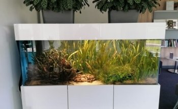SB Fish Tank Maintenance