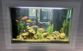 SB Fish Tank Maintenance