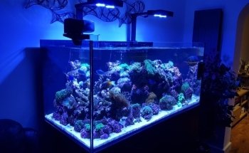 SB Fish Tank Maintenance