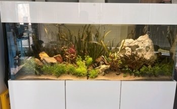 SB Fish Tank Maintenance