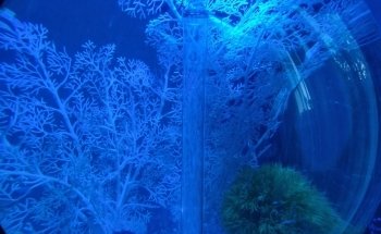 SB Fish Tank Maintenance