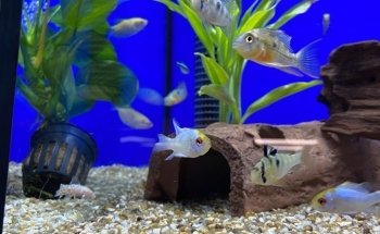 Pads and Paws St Marychurch