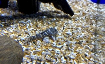 Pads and Paws St Marychurch