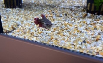 Pads and Paws St Marychurch