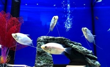 Pads and Paws St Marychurch