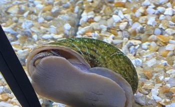 Pads and Paws St Marychurch