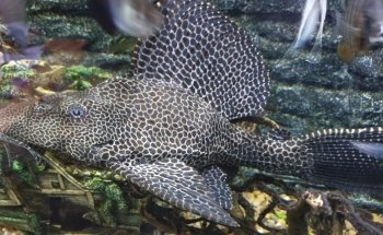 Casa de Peces Barnsley (solo con cita previa)