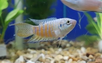 Fish House Barnsley (appointments only)