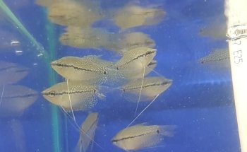 Fish House Barnsley (appointments only)