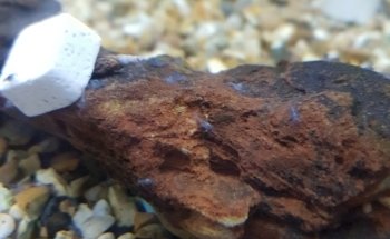 Fish House Barnsley (appointments only)