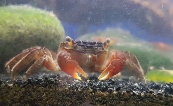 Fish House Barnsley (appointments only)