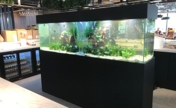 London Aquariums