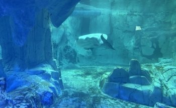 Arctic / Beluga