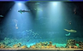 Hagenbeck Zoo