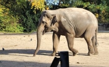 Hagenbeck Zoo