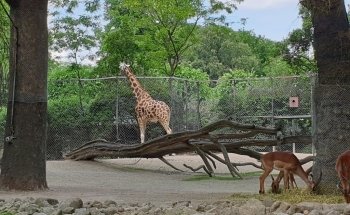 Hagenbeck Zoo