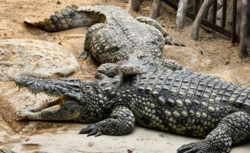 Hagenbeck Zoo