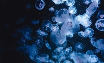 OZEANEUM Stralsund GmbH