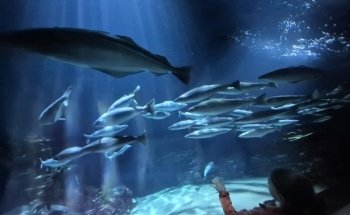 OZEANEUM Stralsund GmbH