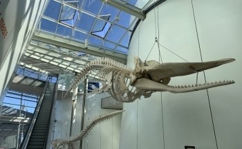 OZEANEUM Stralsund GmbH