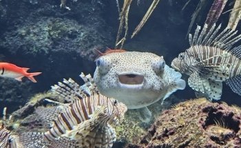 Aquarium Berlin