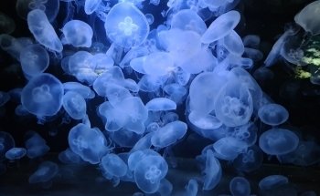 Aquarium Berlin