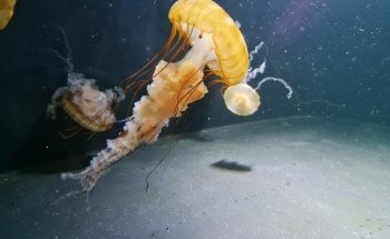 Aquarium Berlin