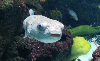 Aquarium Berlin