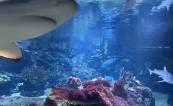 Aquarium Berlin