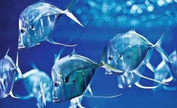 Aquarium Berlin