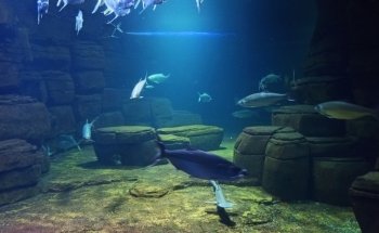 Aquarium Berlin